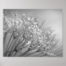Search for dandelion art Seed