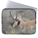 Search for antelope cases Fawn