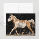 Search for bashkir Stallion