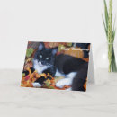 Search for animal charity cards Cats