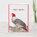 Search for red parrot cards Pet