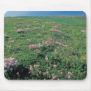 Search for aleutians electronics Environment
