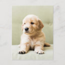 Search for golden retriever puppies postcards Pet