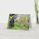 Search for gorilla cards Primate