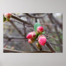 Search for budding posters Red