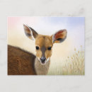 Search for antelopes postcards Deer
