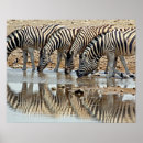 Search for zebra posters Landscape