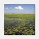 Search for sedge David
