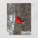Search for photo postcards Red