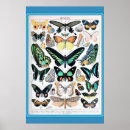 Search for papillon vintage posters Nature