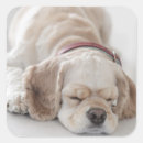 Search for lying down stickers Pets
