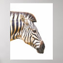 Search for zebra head posters Safari