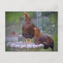 Search for hen postcards Farm