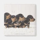 Search for four animals magnets Nature