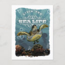 Search for turtle postcards Ocean