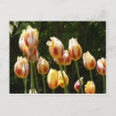 Search for multi colored postcards Flower