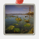 Search for uruguay christmas tree decorations South america