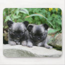 Search for bob hair electronics Puppies