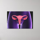 Search for female anatomy canvas prints Biomedical illustrations