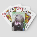 Search for chocolate playing cards Pet