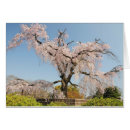 Search for clear blue sky Cherry blossom