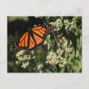 Search for butterfly postcards Black