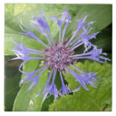 Search for cornflower blue tiles Cornflowers