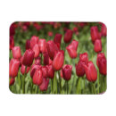 Search for dutch magnets Red