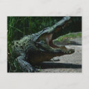 Search for alligators postcards Reptile