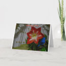 Search for stargazer cards Photography