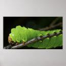 Search for larvae posters Caterpillar