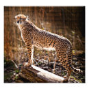 Search for jubatus posters Big cat