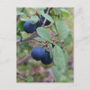 Search for bog Berries