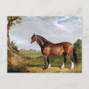 Search for stallions postcards Animal