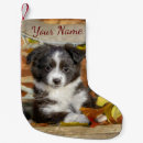 Search for aussie shepherd Cute