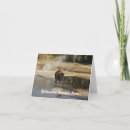 Search for wildlife photography cards Buffalo