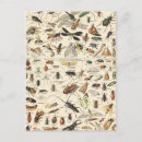 Search for insect postcards Nature