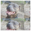 Search for purebred photography Dog
