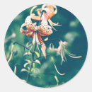Search for tiger lily stickers Photography