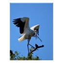 Search for stork posters Florida