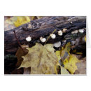 Search for barks cards Autumn