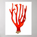 Search for sea life posters Coral