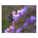 Search for heather posters Flowers