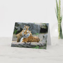 Search for tigers cards Nature