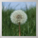 Search for blue dandelion posters Photography