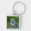 Search for eastern bluebird key rings Nature