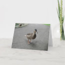 Search for quack cards Animals