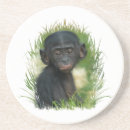 Search for primates coasters Ape