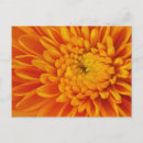 Search for orange photography Colour