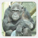 Search for chimpanzee stickers Cute